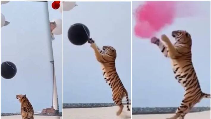 video of Dubai couple use tiger in gender reveal event went viral video of Dubai couple use tiger in gender reveal event went viral