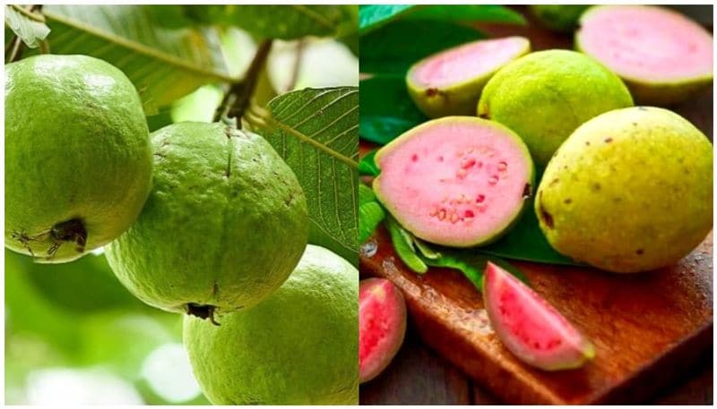 guava fruit health benefits and health problems full details are here