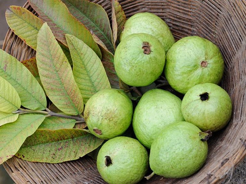 guava fruit health benefits and health problems full details are here