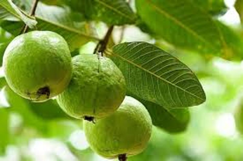 guava fruit health benefits and health problems full details are here
