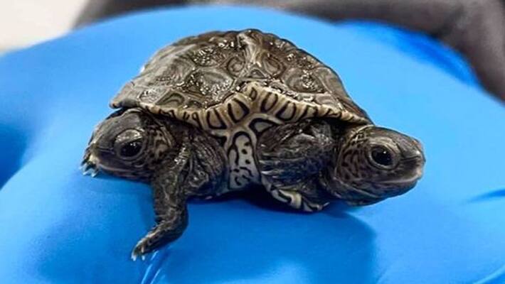 England Wildlife Center shares photo of two headed turtles England Wildlife Center shares photo of two headed turtles