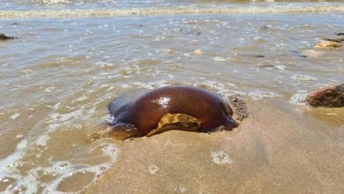 Mysterious Creature in Australian beach Mysterious Creature in Australian beach