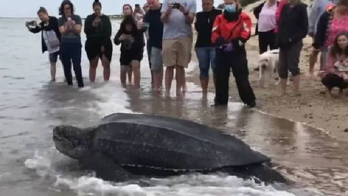 272 kg sea turtle gets stuck in mudflat rescued 272 kg sea turtle gets stuck in mudflat rescued