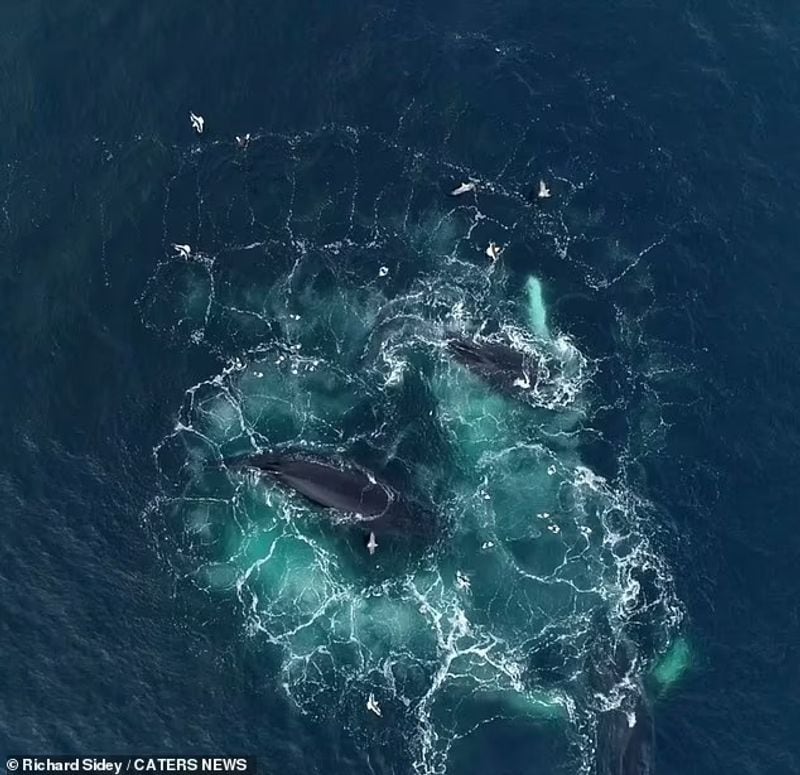 Humpback whales with bubble nets to catch prey