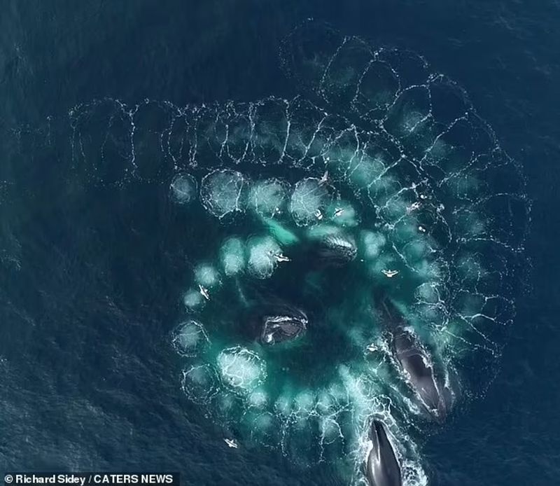 Humpback whales with bubble nets to catch prey