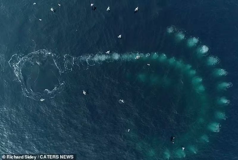 Humpback whales with bubble nets to catch prey