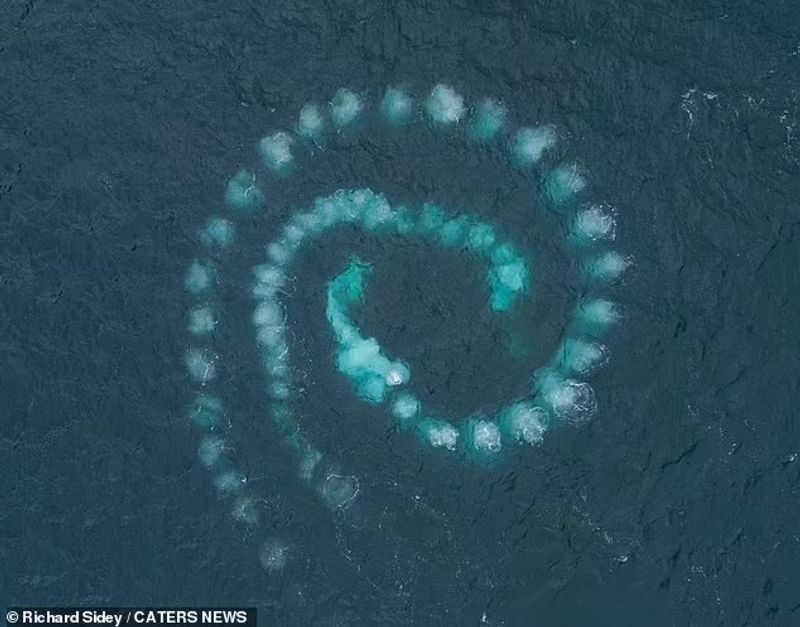 Humpback whales with bubble nets to catch prey
