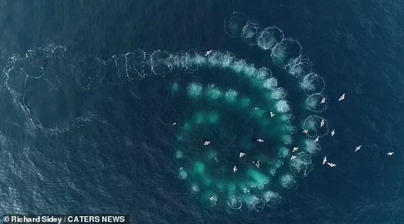 Humpback whales with bubble nets to catch prey