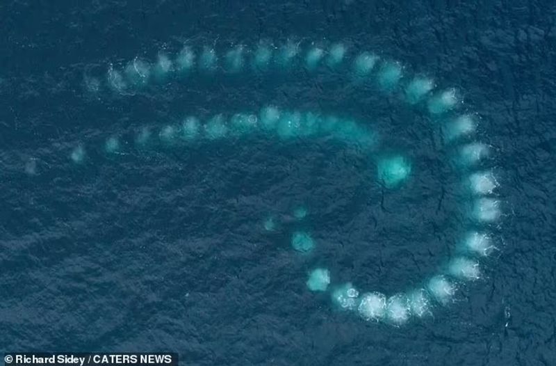 Humpback whales with bubble nets to catch prey
