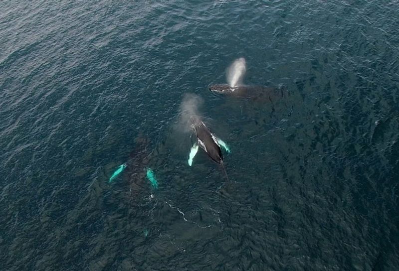 Humpback whales with bubble nets to catch prey