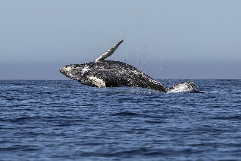 Humpback whales with bubble nets to catch prey