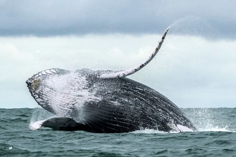 Humpback whales with bubble nets to catch prey