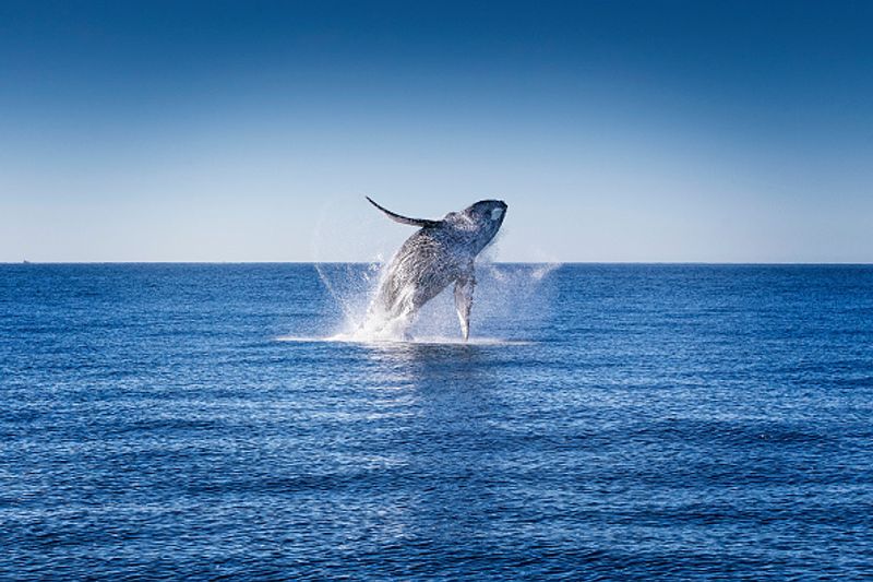 Humpback whales with bubble nets to catch prey