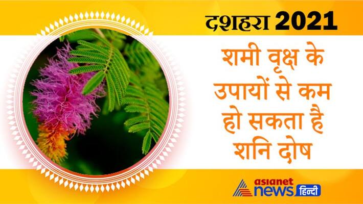 Dussehra 2021, Shami plant is worshiped this day, remedies of it can reduce effect of Shani Dosha Dussehra 2021, Shami plant is worshiped this day, remedies of it can reduce effect of Shani Dosha