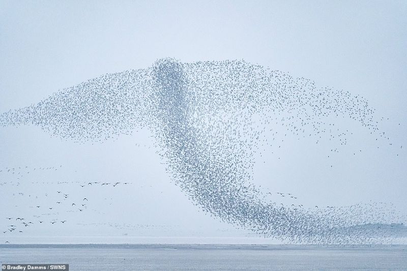 flaying whale or Thousands of knots created the impressive formations in sky