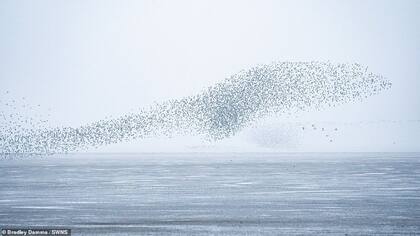 flaying whale or Thousands of knots created the impressive formations in sky