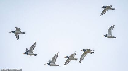 flaying whale or Thousands of knots created the impressive formations in sky