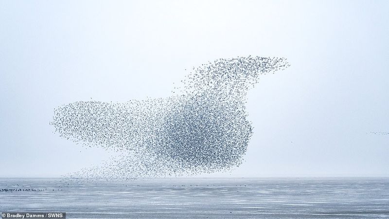 flaying whale or Thousands of knots created the impressive formations in sky
