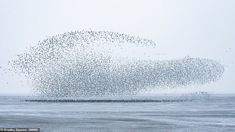 flaying whale or Thousands of knots created the impressive formations in sky