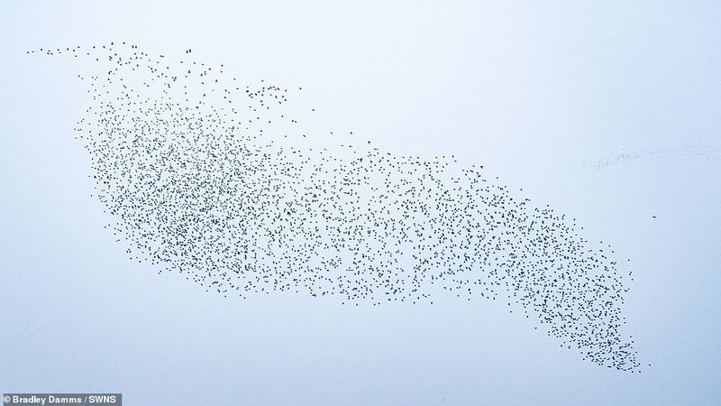 flaying whale or Thousands of knots created the impressive formations in sky