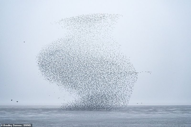 flaying whale or Thousands of knots created the impressive formations in sky