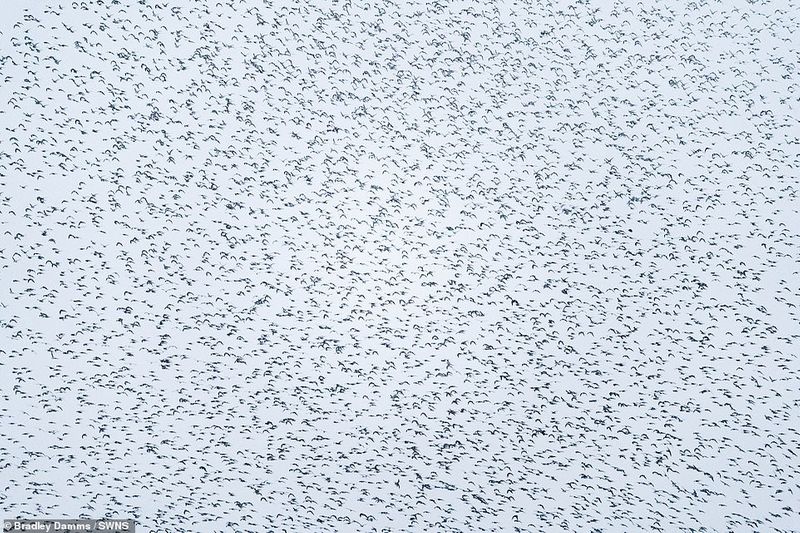 flaying whale or Thousands of knots created the impressive formations in sky