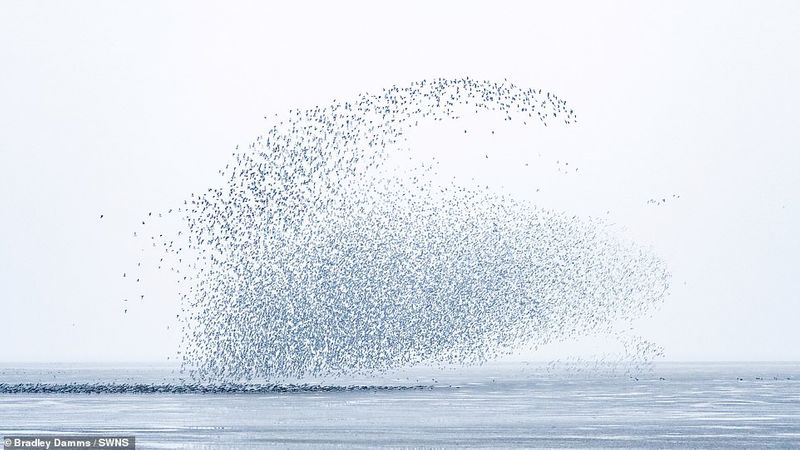 flaying whale or Thousands of knots created the impressive formations in sky