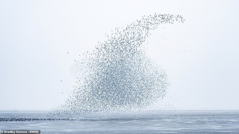 flaying whale or Thousands of knots created the impressive formations in sky