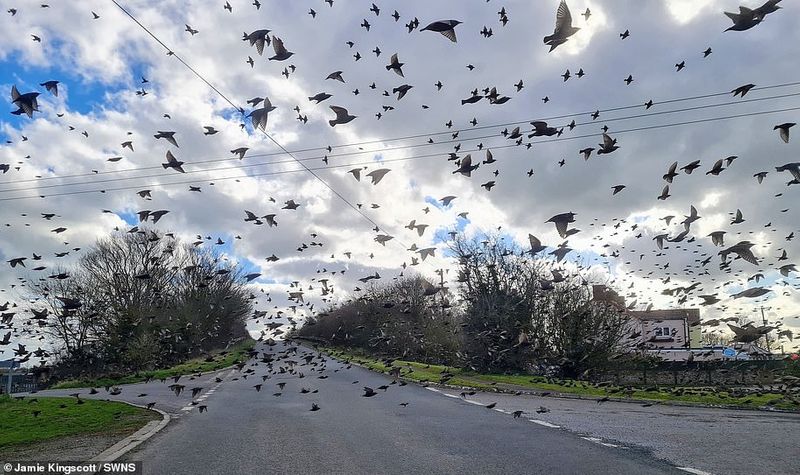 flaying whale or Thousands of knots created the impressive formations in sky