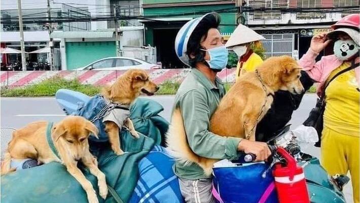 vietnamese authorities killed 12 pet dogs over fears the animals could spread covid virus vietnamese authorities killed 12 pet dogs over fears the animals could spread covid virus