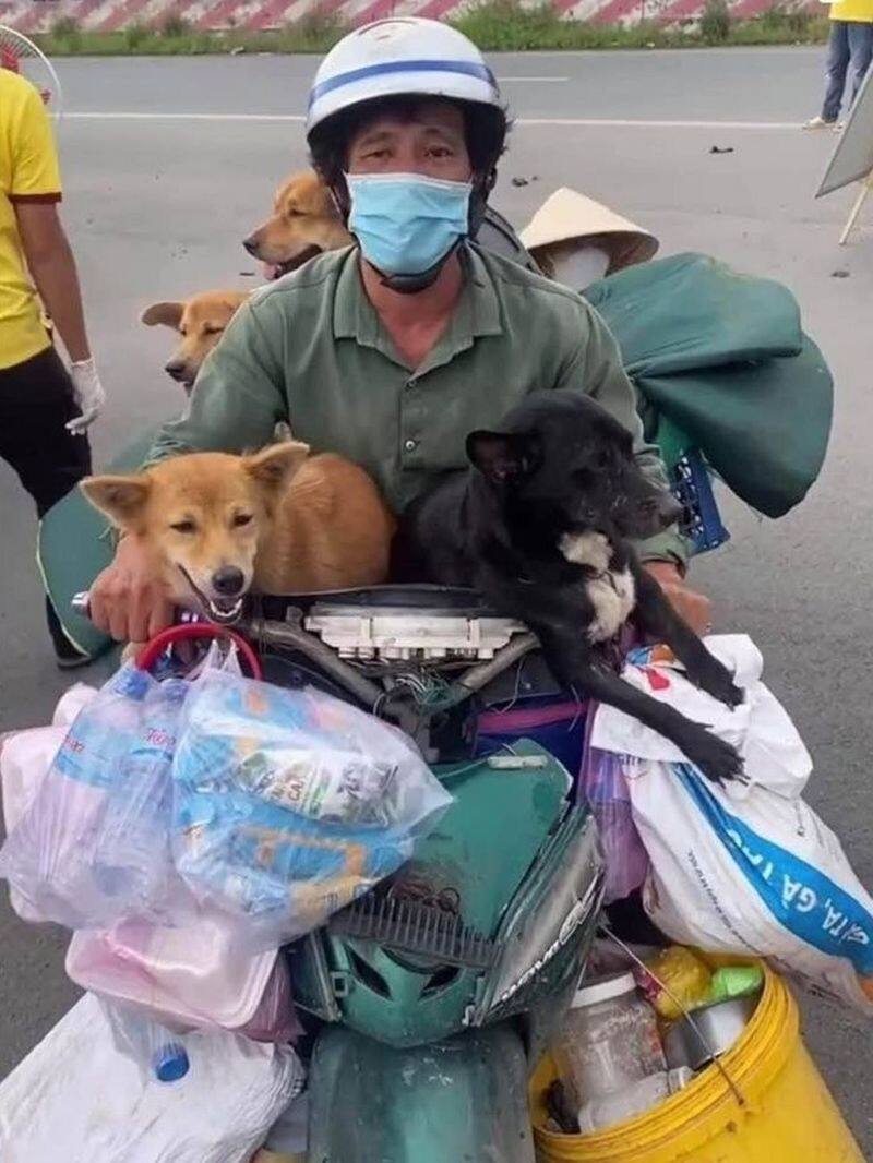 vietnamese authorities killed 12 pet dogs over fears the animals could spread covid virus