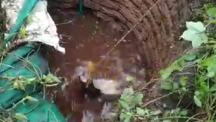 wild boar jumped into the well and was shot dead with the permission of the rangers wild boar jumped into the well and was shot dead with the permission of the rangers