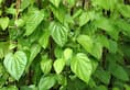 Paan Ka Patta  Life-changing benefits of betel leaf you did not know about iwh