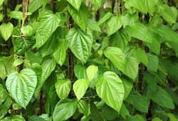 Paan Ka Patta  Life-changing benefits of betel leaf you did not know about iwh