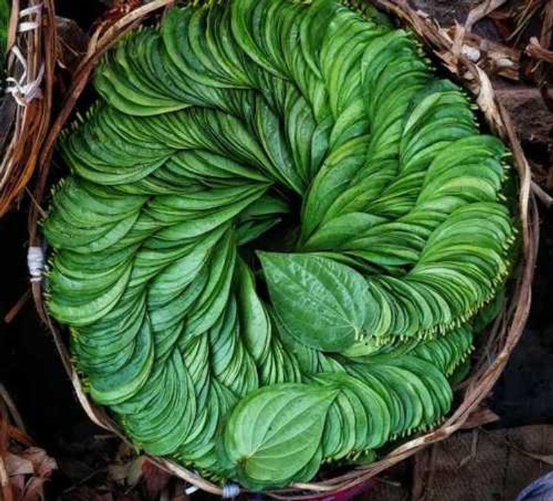 Do with this leave you can hypnosis any person