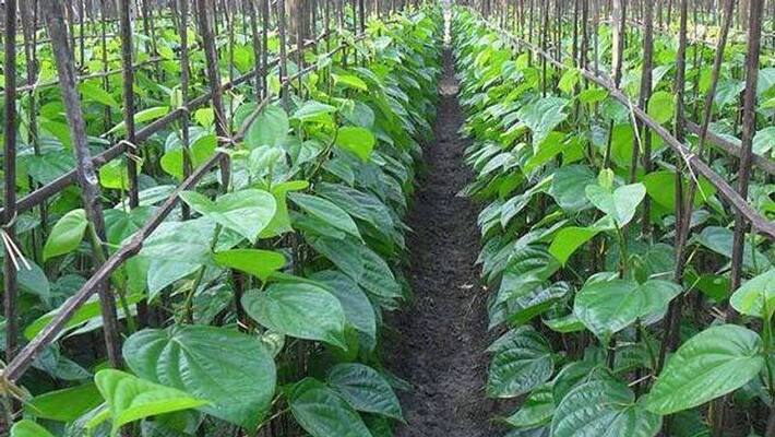Farmers Faces Problems for Heavy Rain in Haveri grg Farmers Faces Problems for Heavy Rain in Haveri grg