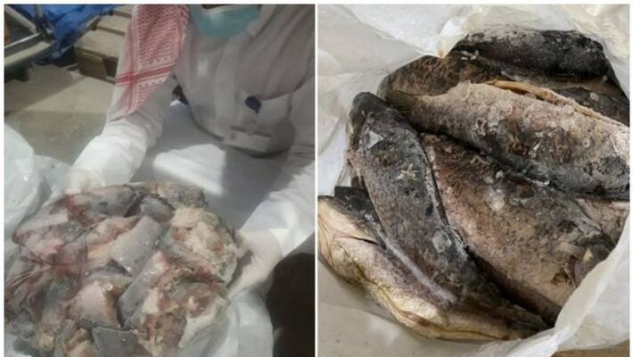 inedible frozen fish seized in qatar inedible frozen fish seized in qatar