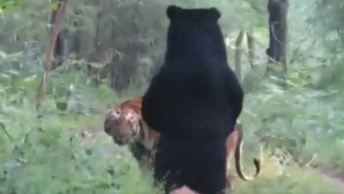 tiger and bear in same path video tiger and bear in same path video