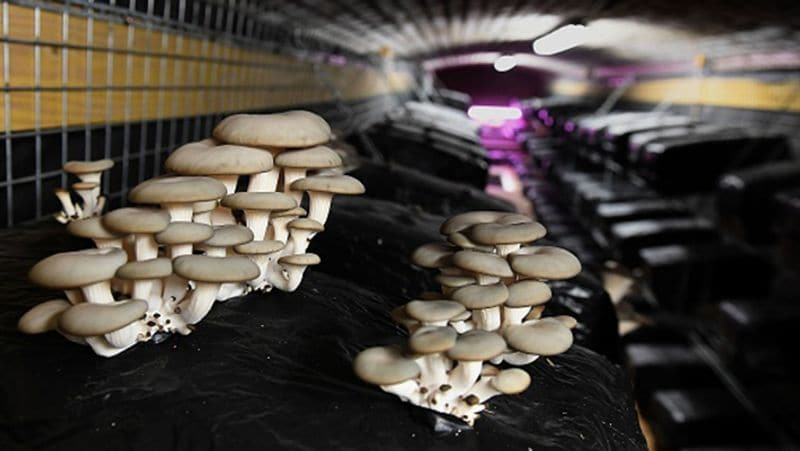 Study reveals that eating mushrooms reduces the risk of depression