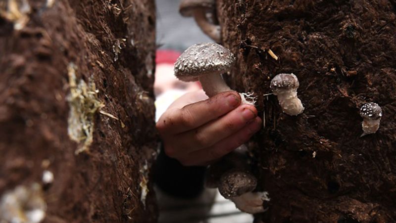 Study reveals that eating mushrooms reduces the risk of depression