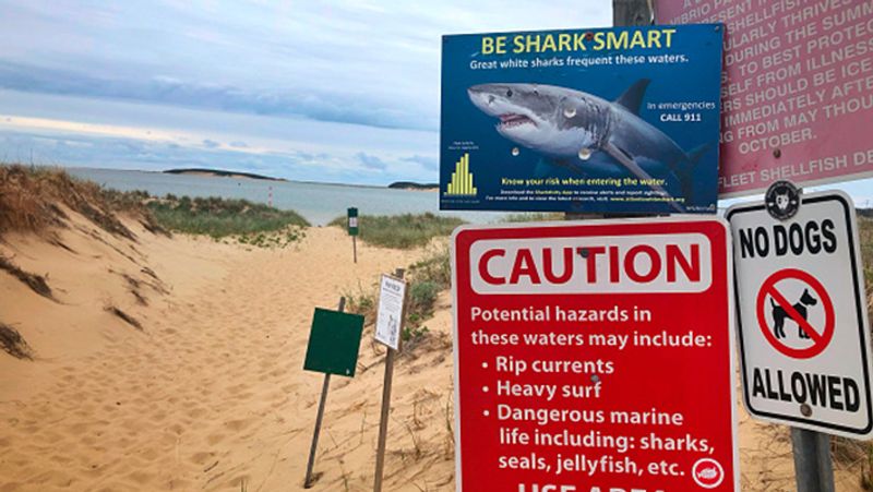 shark bites a swimmer private part in Brazil
