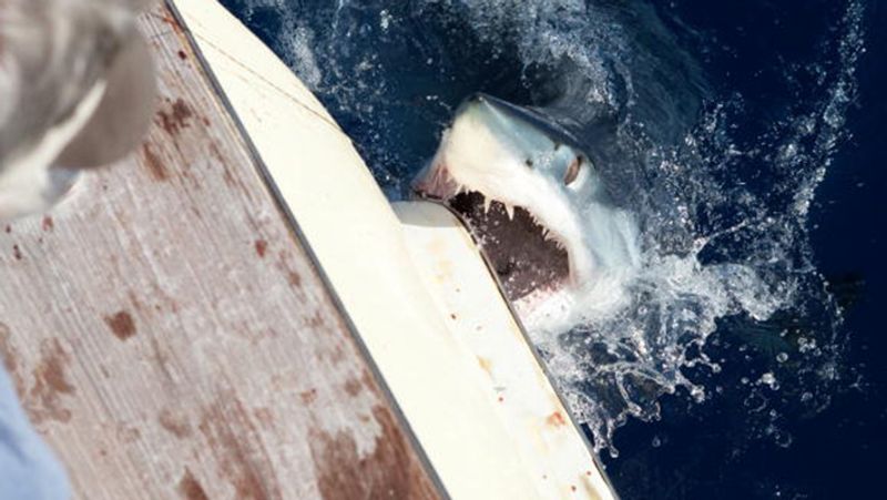 shark bites a swimmer private part in Brazil