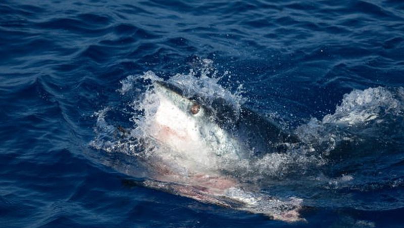 shark bites a swimmer private part in Brazil