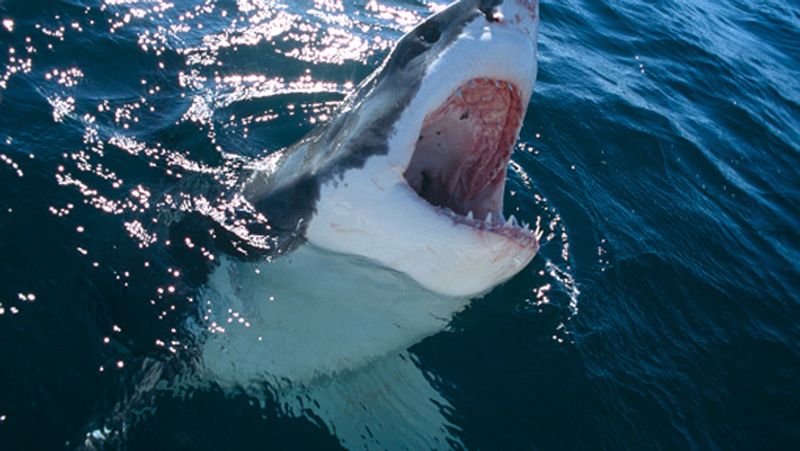 shark bites a swimmer private part in Brazil