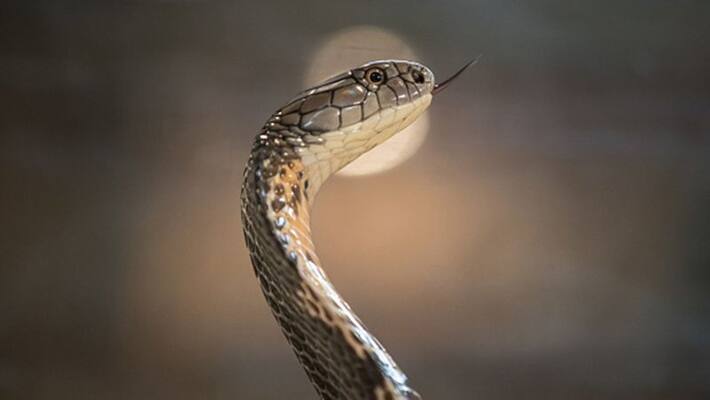 12 stitches to an injured snake in Rajamahendravaram 12 stitches to an injured snake in Rajamahendravaram