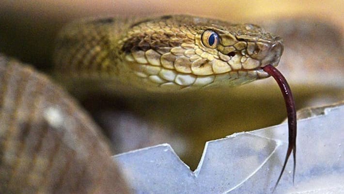 Karnataka Government Starts Research and Development of Anti Venom Center in Bangalore snr Karnataka Government Starts Research and Development of Anti Venom Center in Bangalore snr
