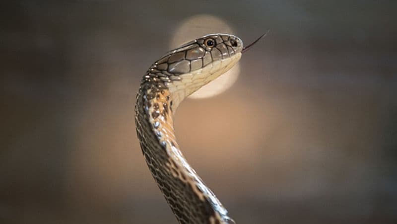 California woman found a swarm of 90 snakes inside her house