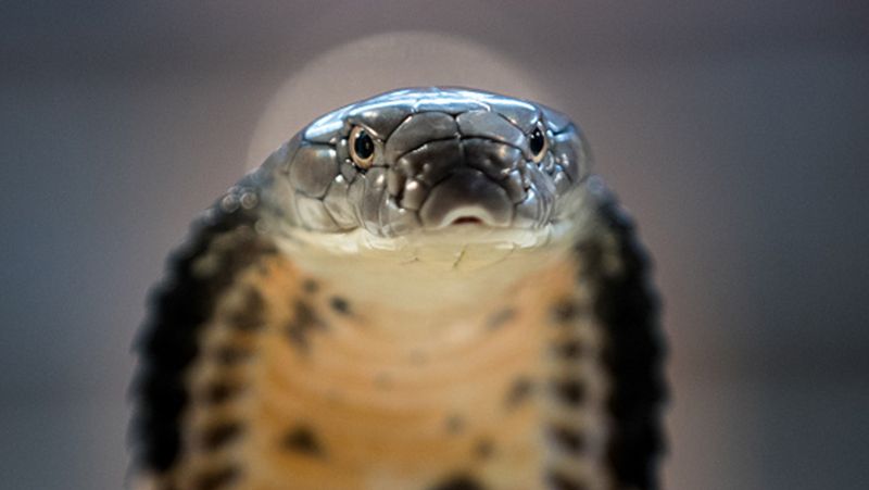 California woman found a swarm of 90 snakes inside her house