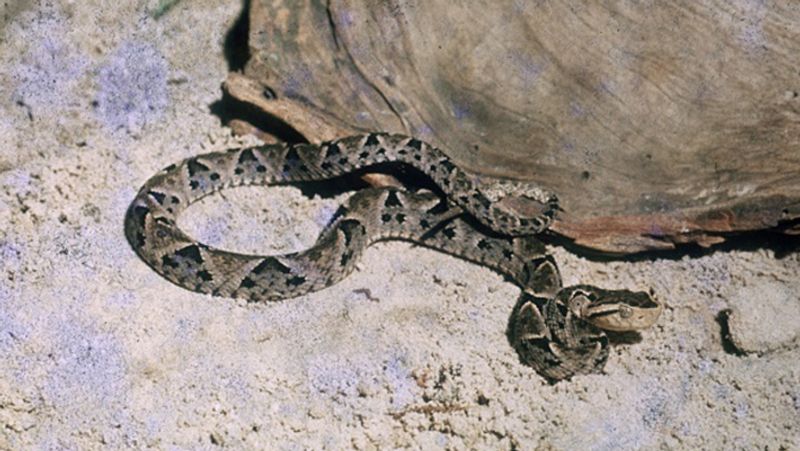 California woman found a swarm of 90 snakes inside her house