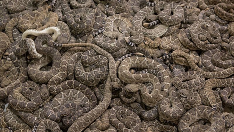 California woman found a swarm of 90 snakes inside her house